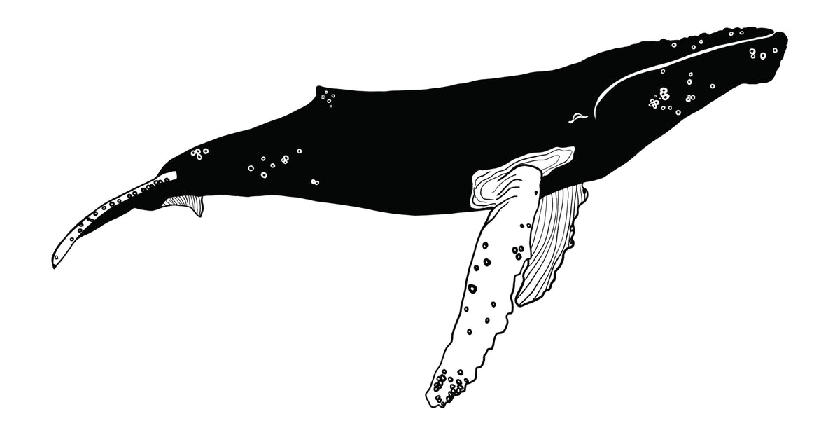 Glass: Humpback Whale-15oz