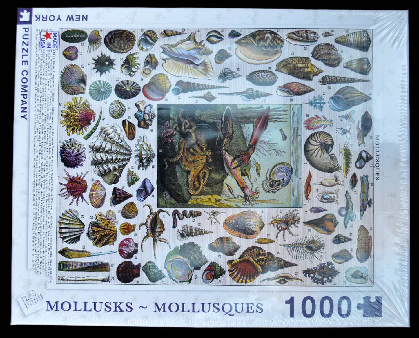 Puzzle Mollusks
