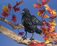 Puppet Crow