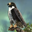 Puppet Peregrine Falcon