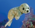 Puppet Harbor Seal