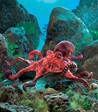 Puppet Red Octopus