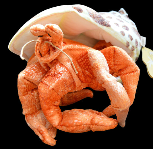 Puppet Hermit Crab