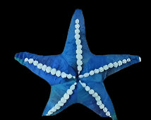 Plush Sea Star Textured