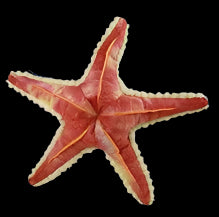 Plush Sea Star Textured