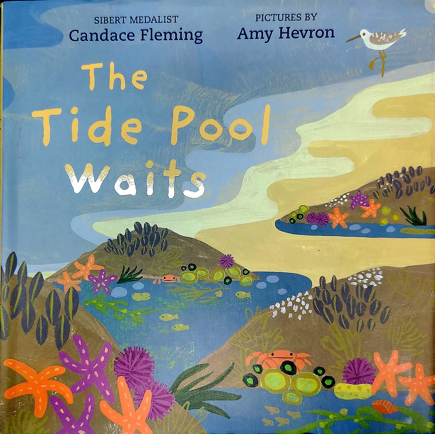 Book: The Tide Pool Waits